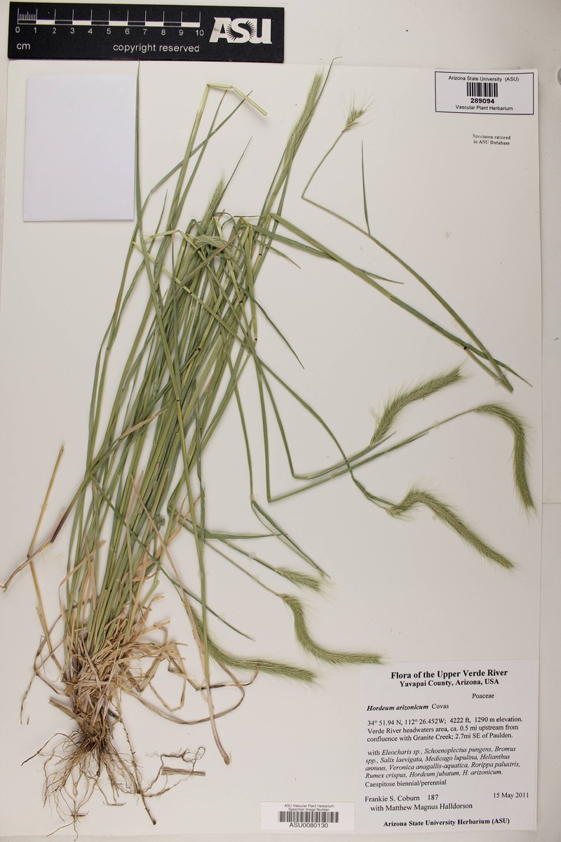 Arizona Barley photo 3