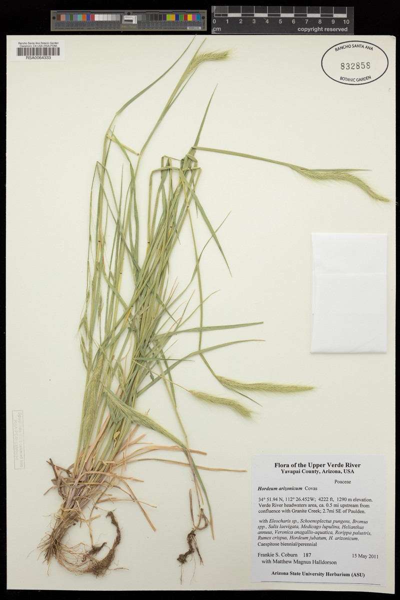 Arizona Barley photo 4