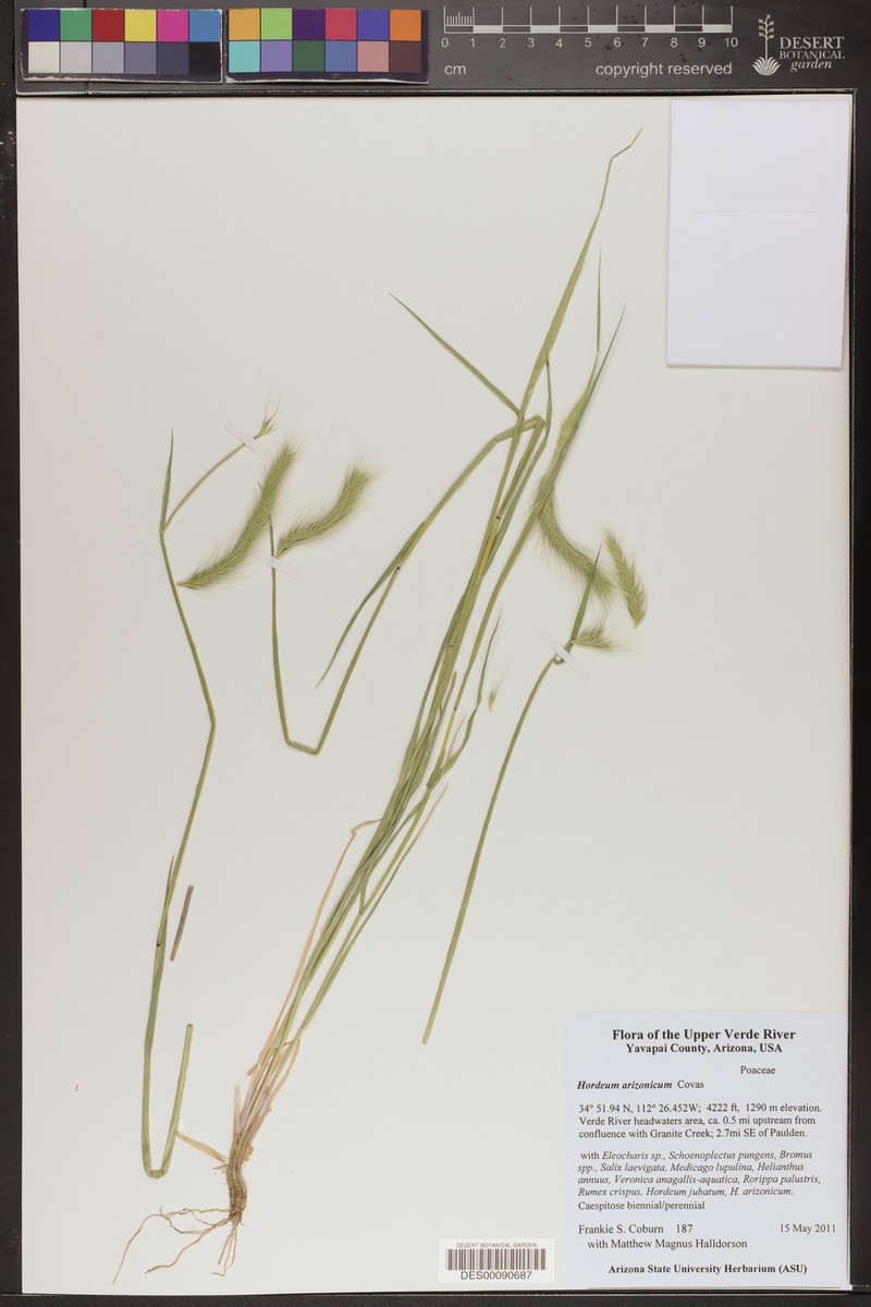 Arizona Barley photo 5
