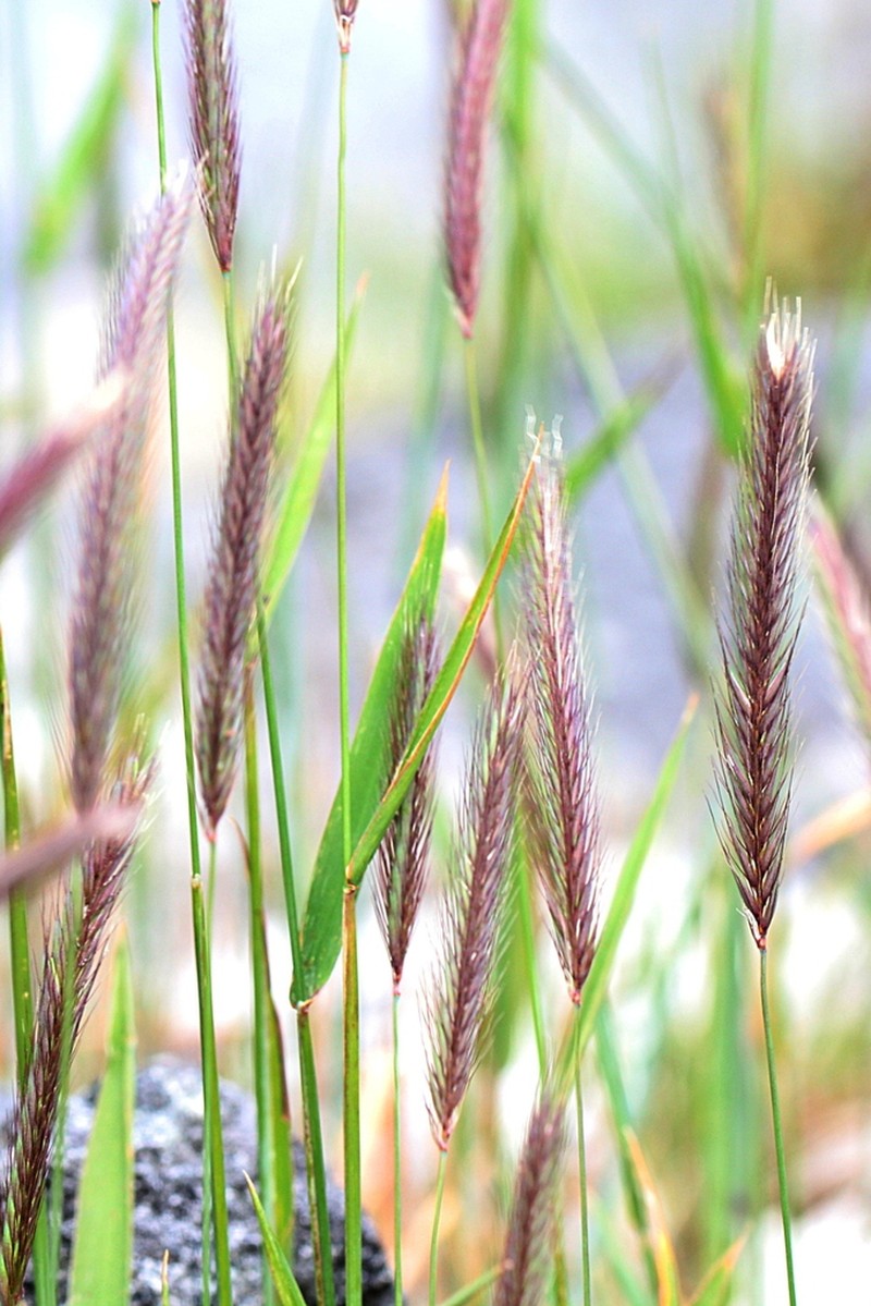 Meadow Barley photo 2