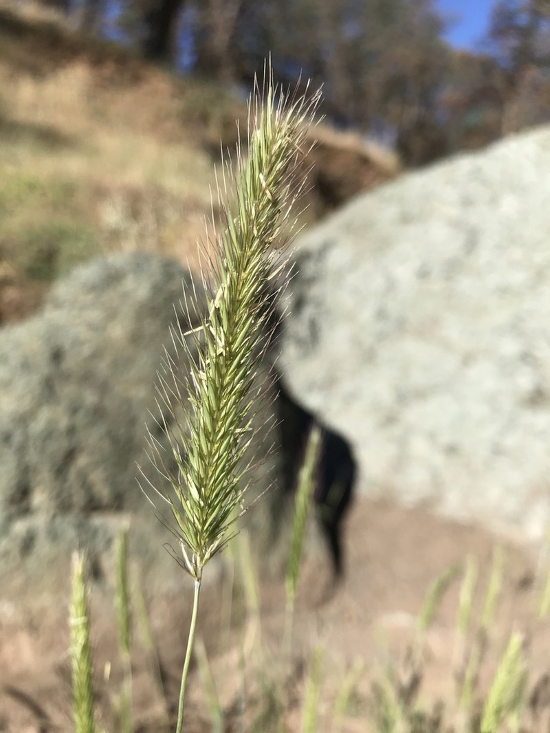 Meadow Barley photo 3