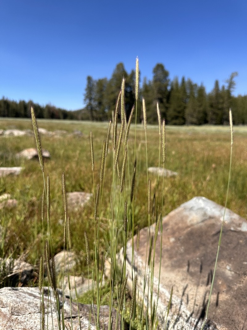 Meadow Barley photo 4