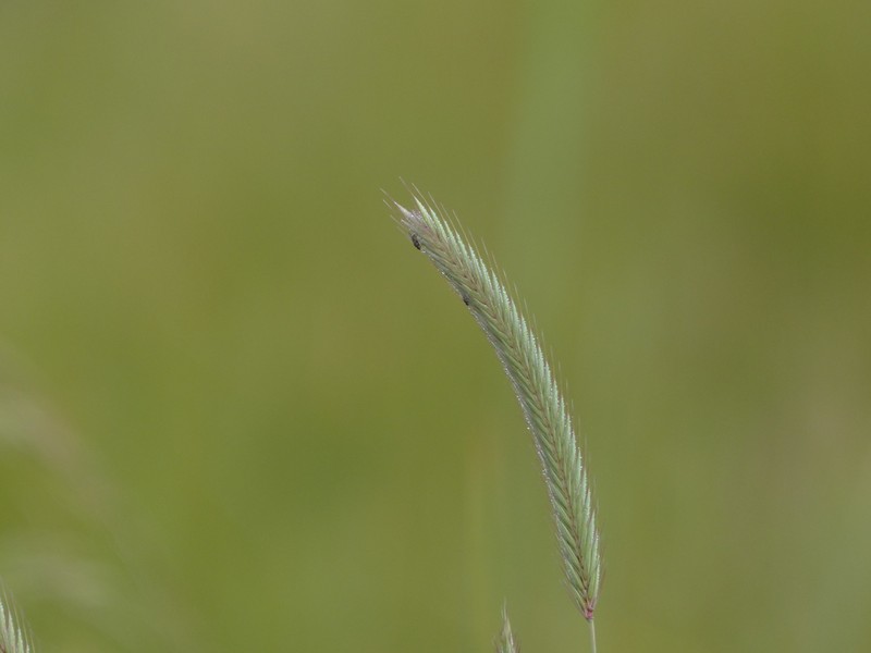 Meadow Barley photo 5
