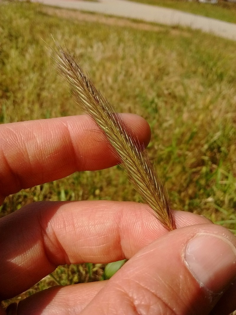 Meadow Barley photo 6