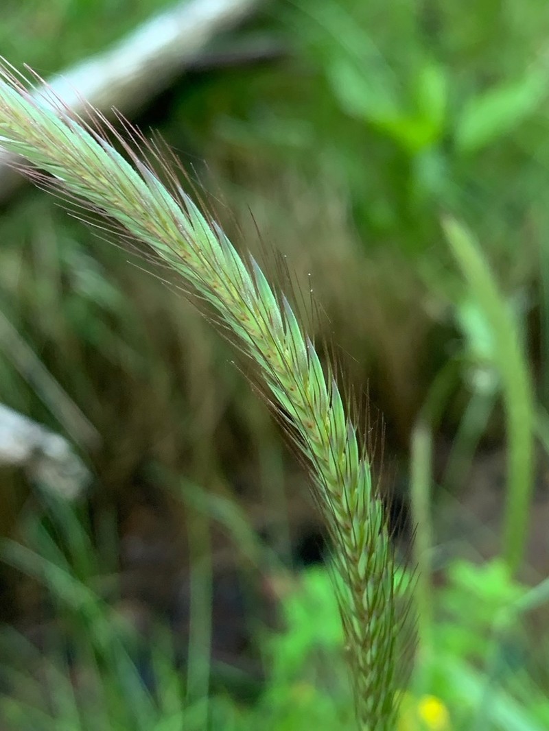 Meadow Barley photo 7
