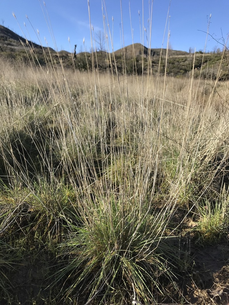 Meadow Barley photo 8