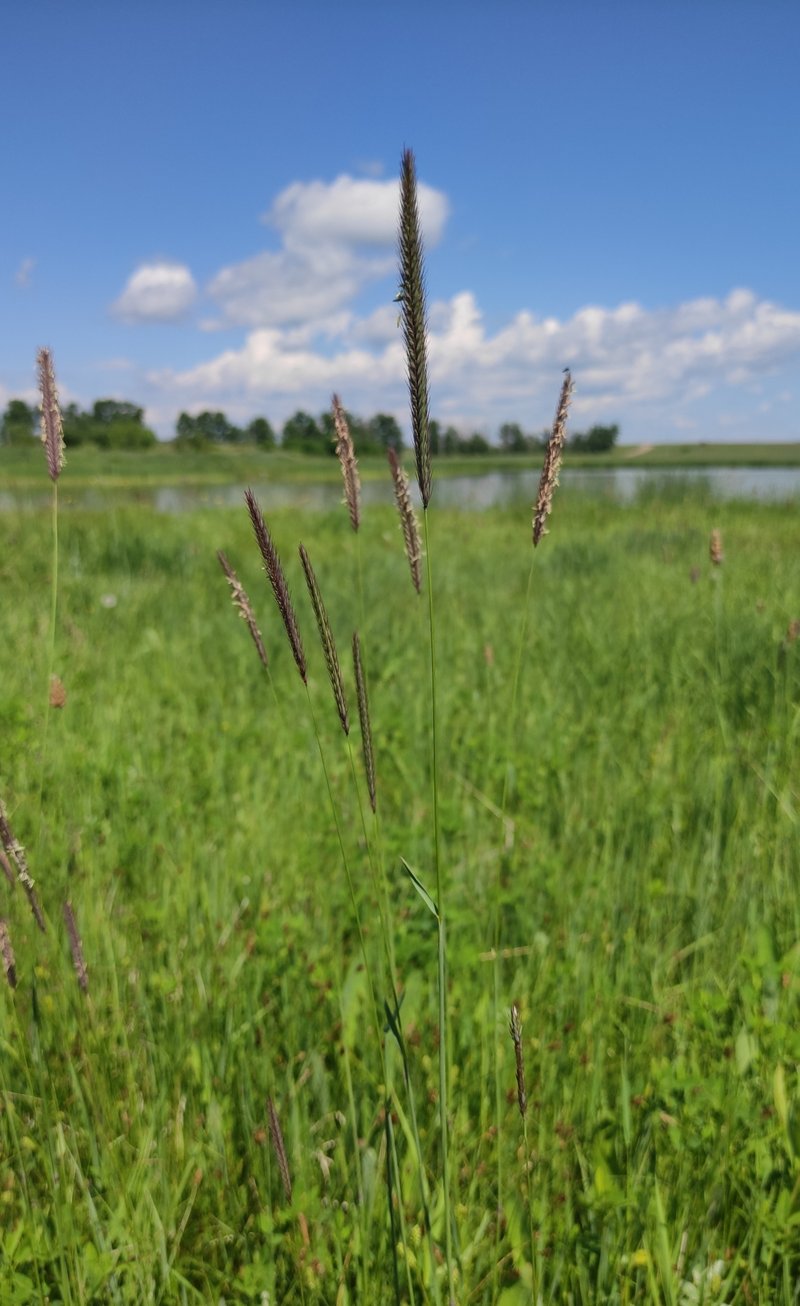 Hordeum brevisubulatum