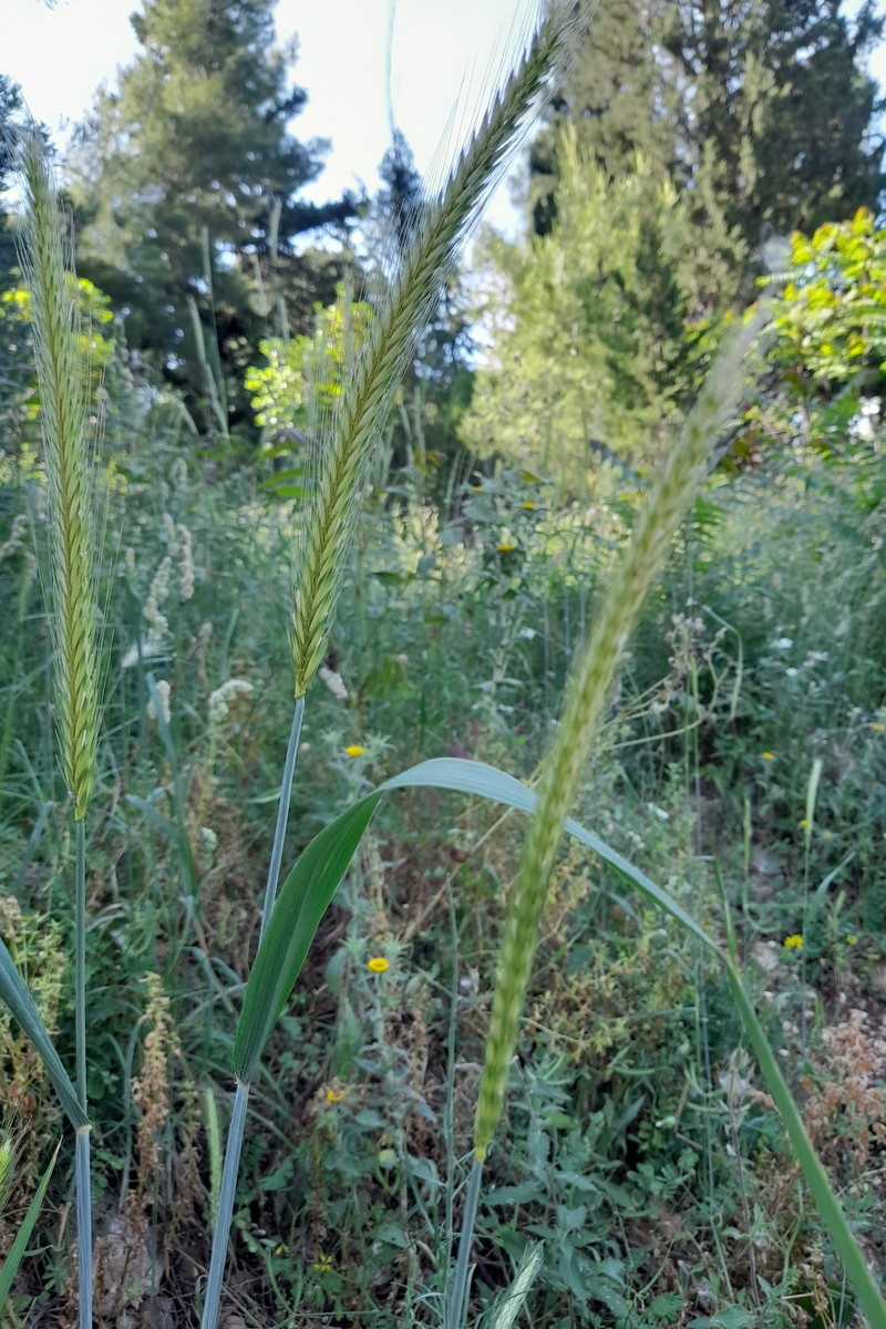 Bulbous Barley photo 5