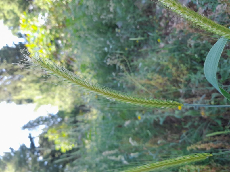 Bulbous Barley photo 2