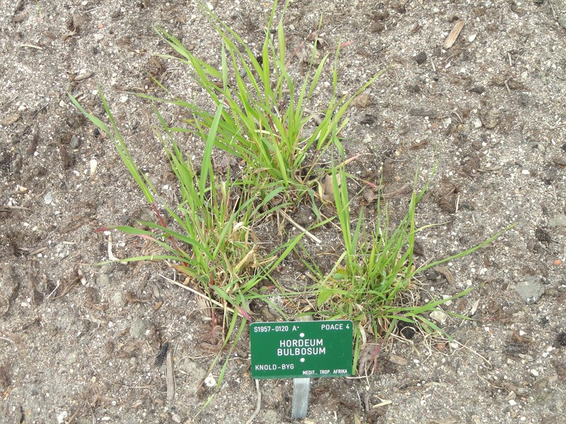Bulbous Barley photo 3