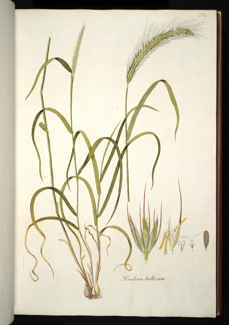 Bulbous Barley photo 6