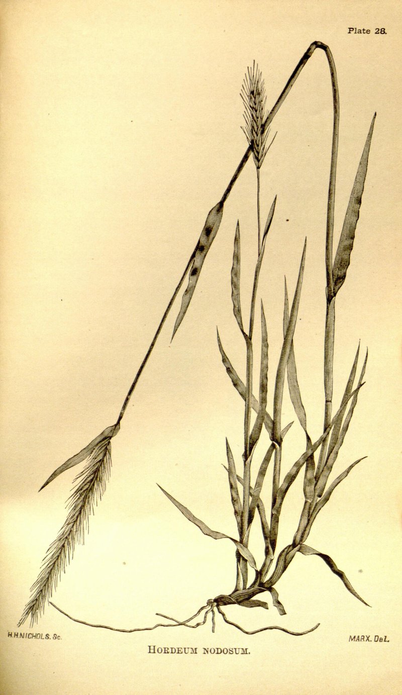 Bulbous Barley photo 7