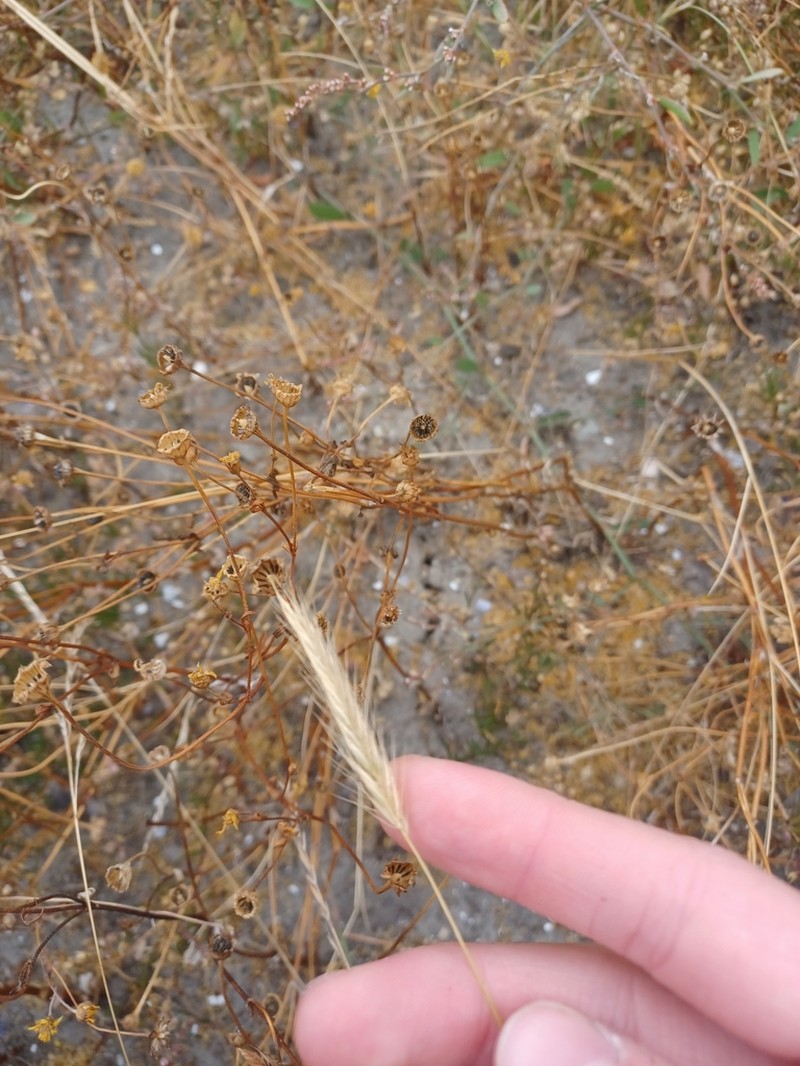 Hordeum californicum