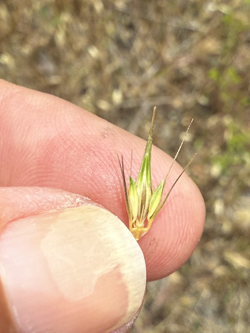 Hordeum californicum photo 2