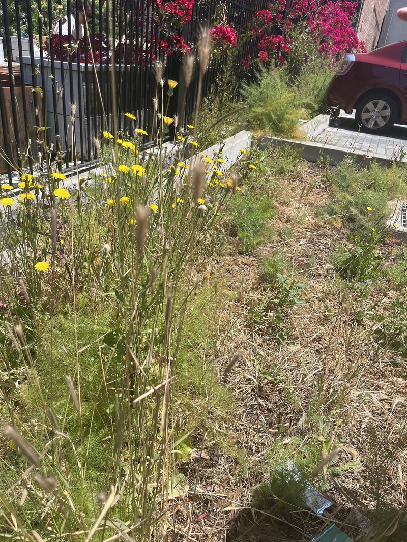 Hordeum californicum photo 3