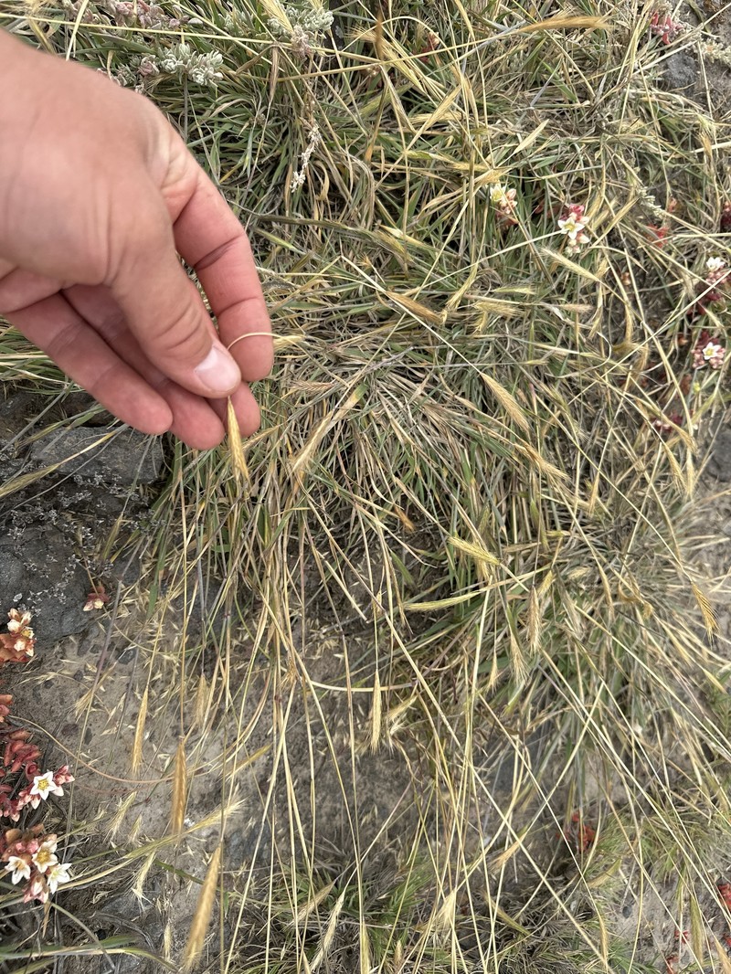 Hordeum californicum photo 4