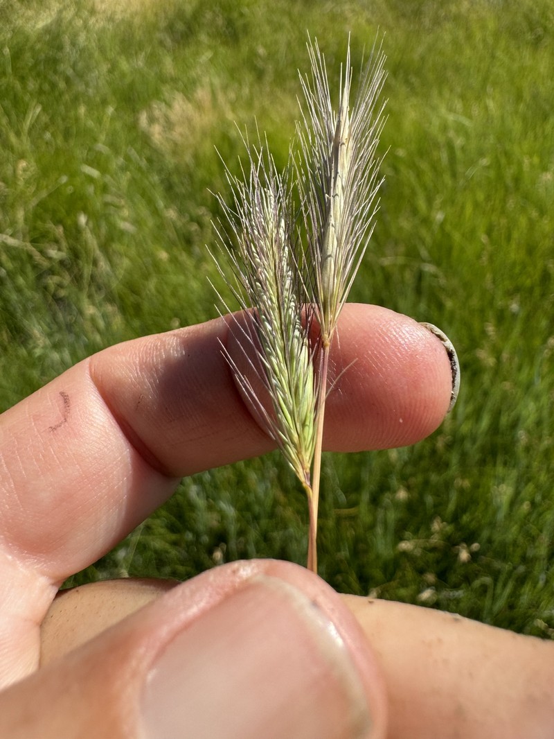 Hordeum californicum photo 5