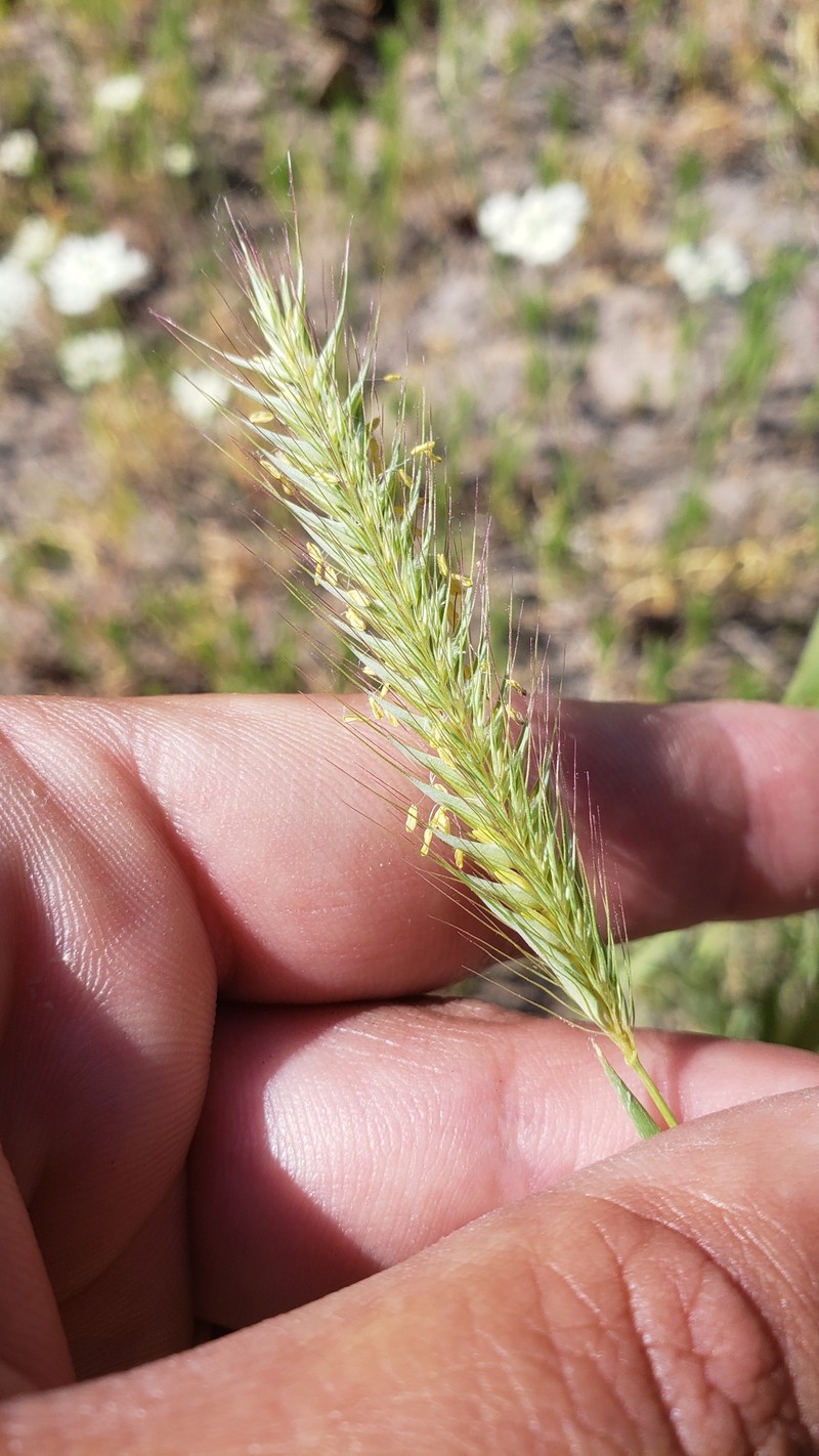 Hordeum californicum photo 6
