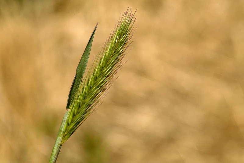 Dwarf Barley photo 3
