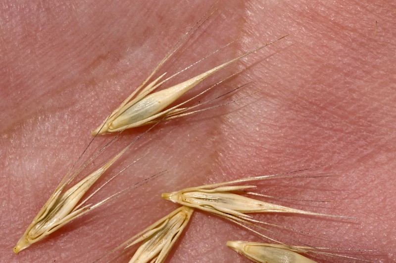 Dwarf Barley photo 4