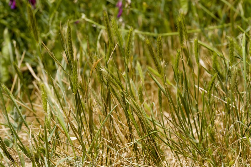 Dwarf Barley photo 5