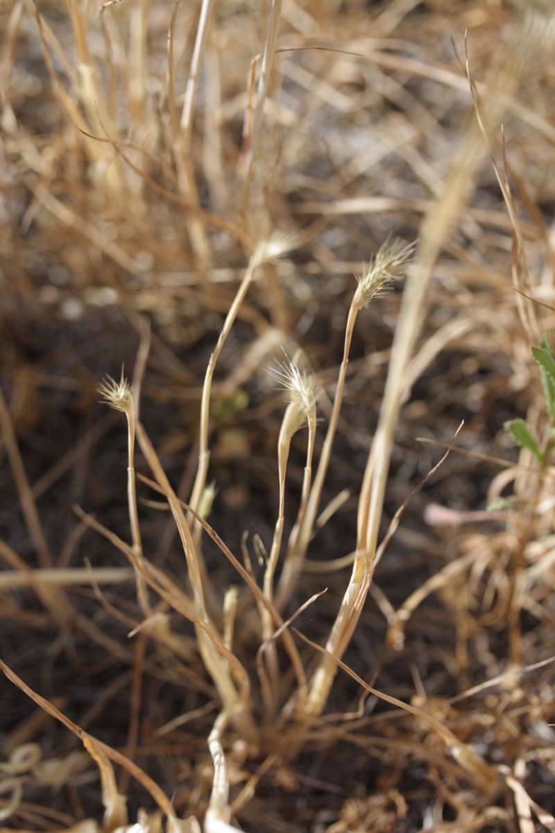 Dwarf Barley