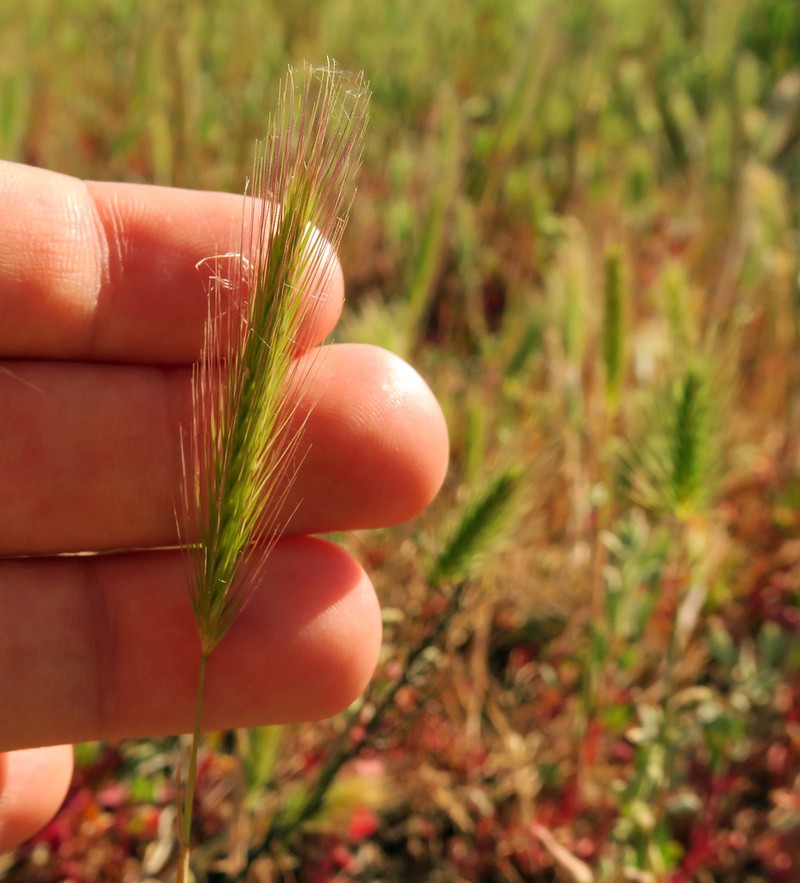 Dwarf Barley photo 2