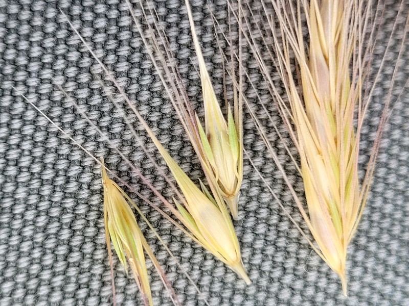 Dwarf Barley photo 3