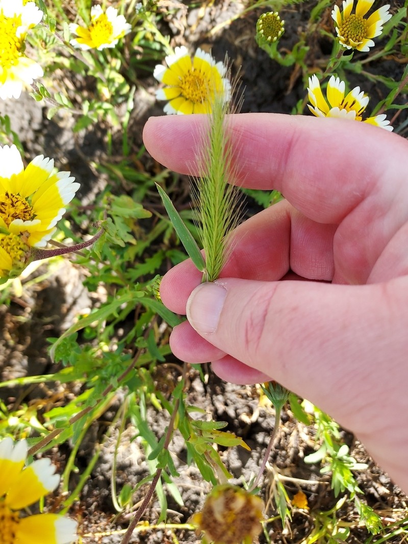 Dwarf Barley photo 4