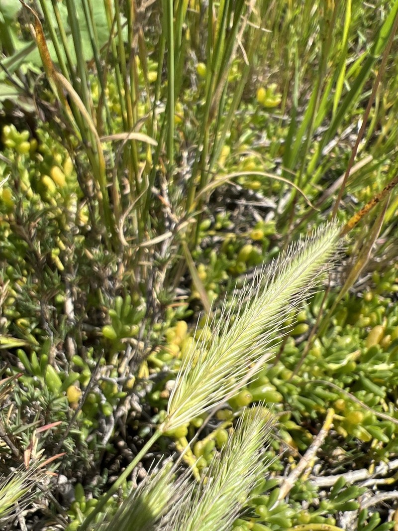 Dwarf Barley photo 5