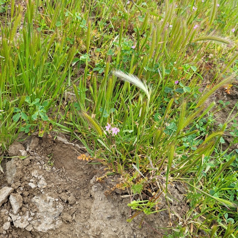 Dwarf Barley photo 6