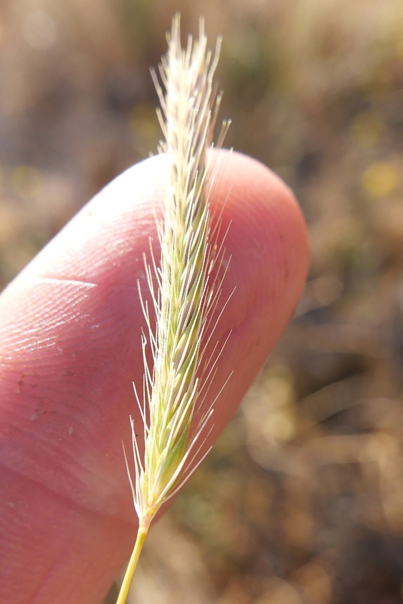 Dwarf Barley photo 7