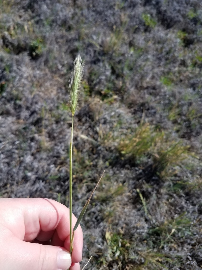 Dwarf Barley photo 8