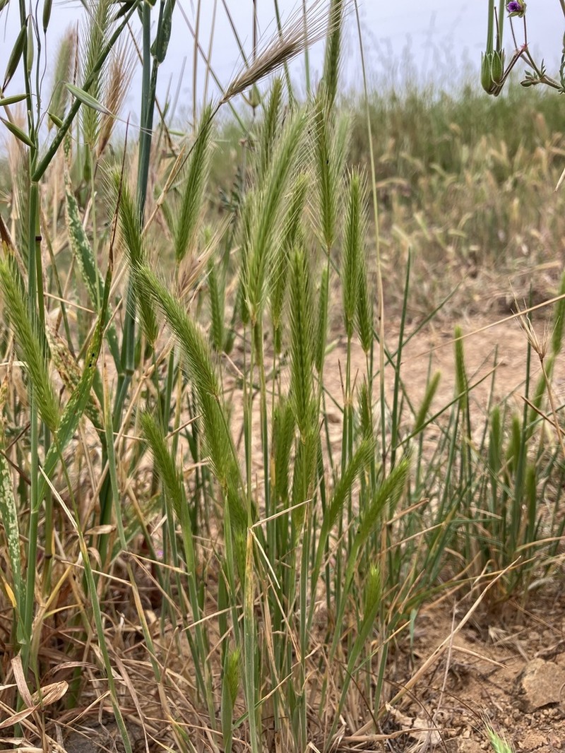 Bobtail Barley