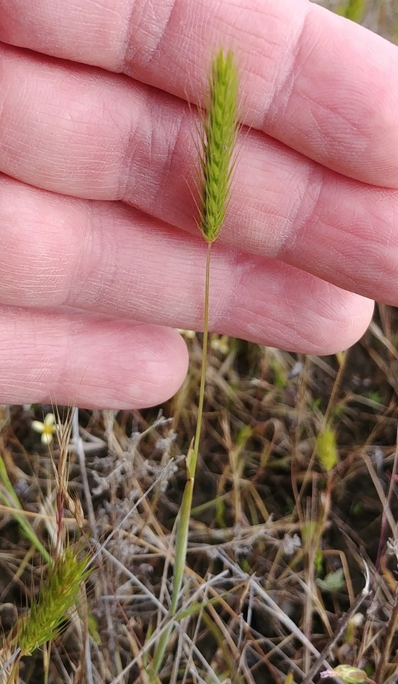 Bobtail Barley photo 2