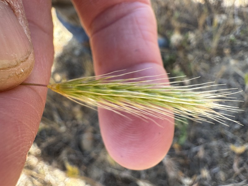 Bobtail Barley photo 3