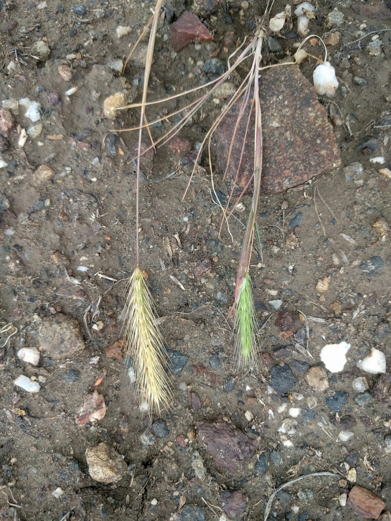 Bobtail Barley photo 4