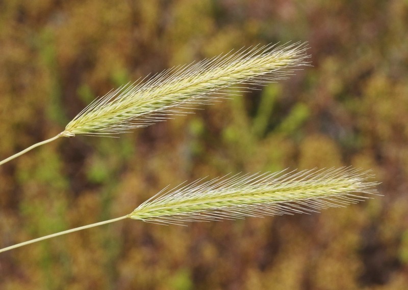 Bobtail Barley photo 5