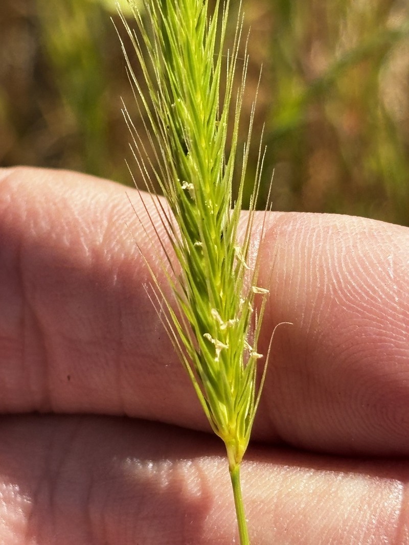 Bobtail Barley photo 6