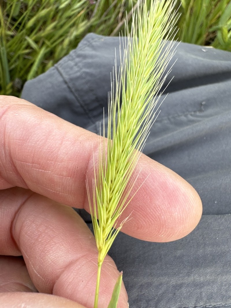 Bobtail Barley photo 7