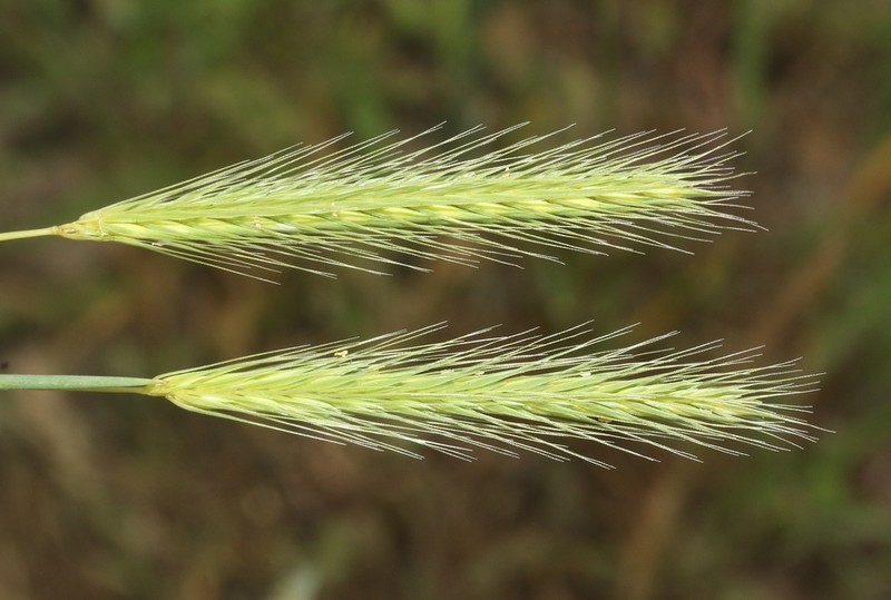 Bobtail Barley photo 8
