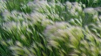 Foxtail Barley