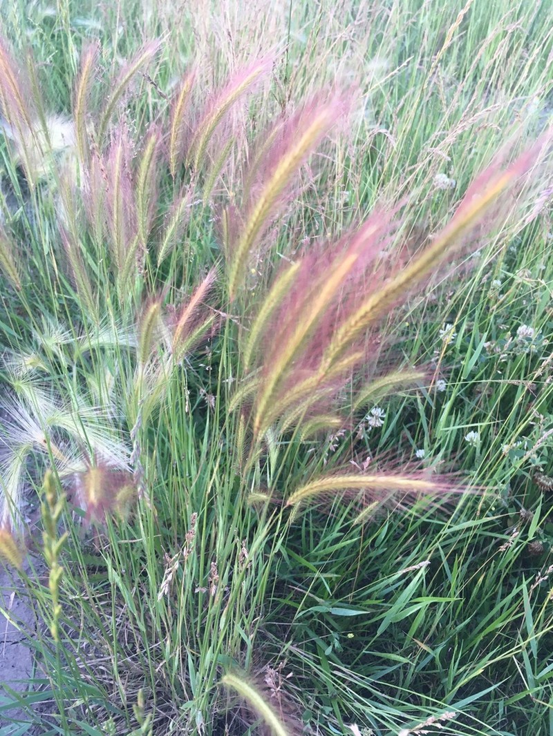 Foxtail Barley photo 2