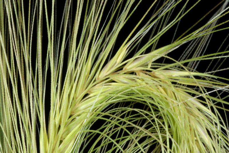 Foxtail Barley photo 3
