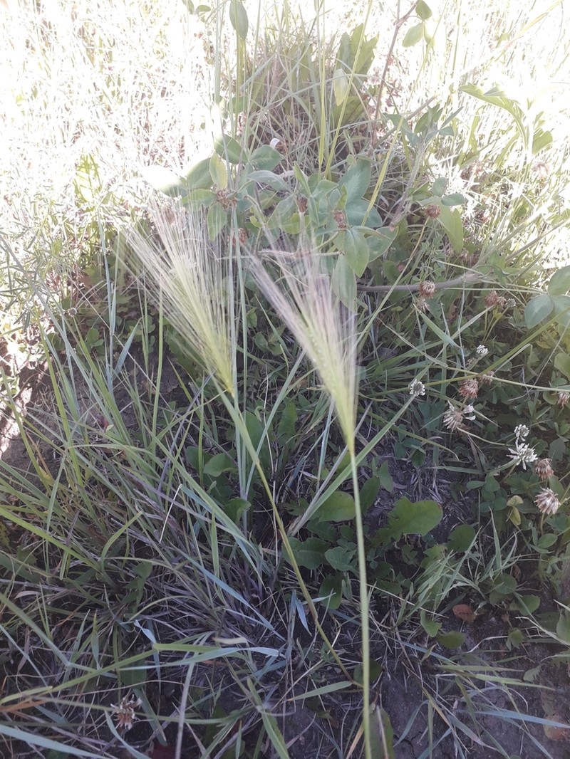 Foxtail Barley photo 4