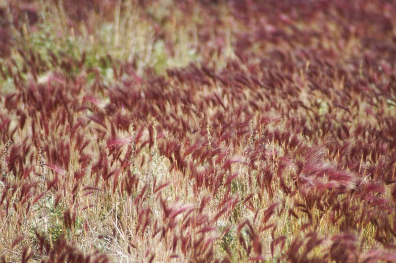 Foxtail Barley photo 5
