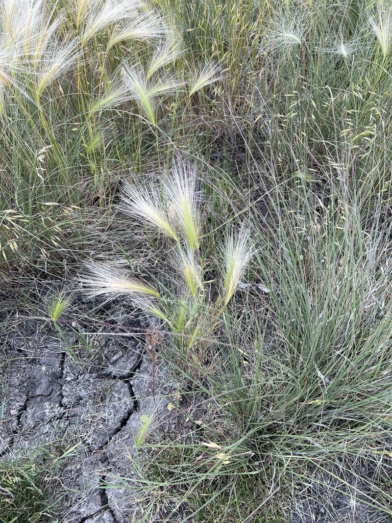 Foxtail Barley photo 6