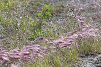 Foxtail Barley