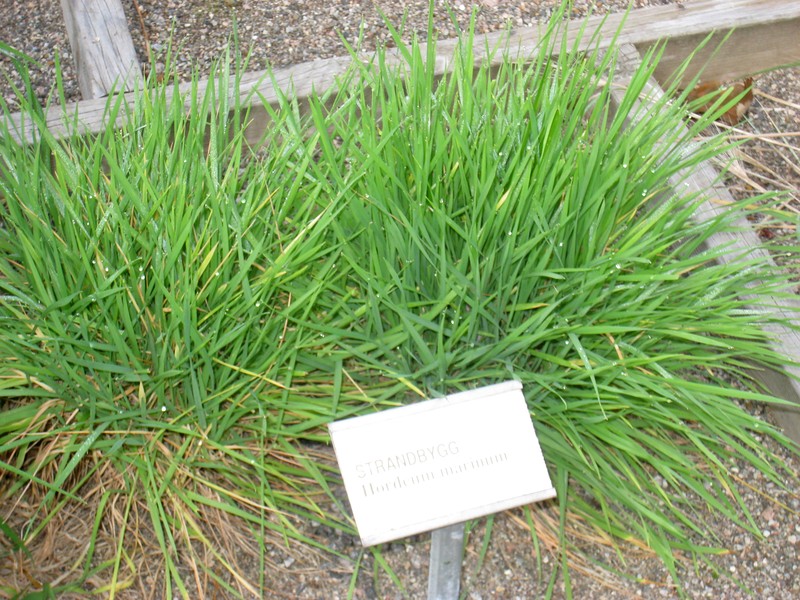 Seaside Barley photo 2