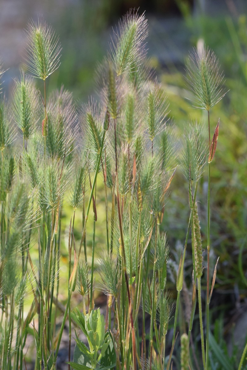 Seaside Barley photo 3